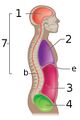 Pelvic cavity