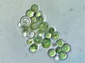 Cyanidium
