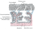 Gray's Anatomy illustration 37