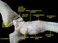 Tarsometatarsal joints
