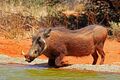 Southern warthog (Phacochoerus africanus sundevallii) male