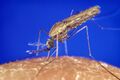 Anopheles gambiae mosquito feeding