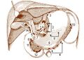 Illu lymph chain08