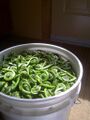 Fiddleheads