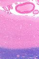 Visual cortex - low magnification