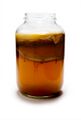 SCOBY