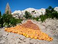 Apricots drying in Cappadocia
