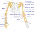 Human Arm Bones Diagram