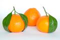 Citrus_taxonomy