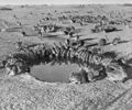 Rabbits during the Myxomatosis Trial on Wardang Island, 1938