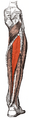 Tibialis posterior muscle