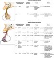 Spermatocyte