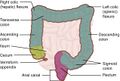 Large Intestine