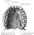 Diagram of the incisive foramen