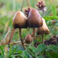 Psilocybin mushroom