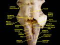 Middle cerebellar peduncle