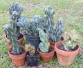 Cereus repandus