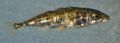 Three-spined stickleback