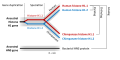 Ortholog, Paralog, and Analog Examples