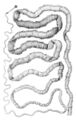 Taenia solium