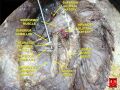Superior gluteal artery