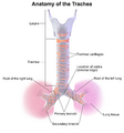 Carina of trachea