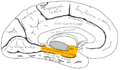 Parahippocampal gyrus