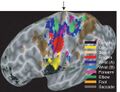 Human motor map