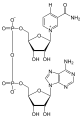 NAD+ physiological alternative