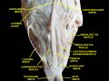 Supratrochlear nerve