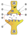 Diagram of a synapse