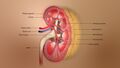 3D Medical Animation Depicting Kidney Layers