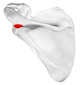 Acromial angle of left scapula