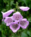 Foxglove - Digitalis purpurea