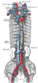 Diagram of the inferior vena cava and surrounding structures