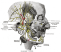Anatomical illustration of the parotid gland