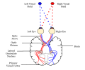 Neural pathway diagram