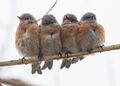 Small huddle