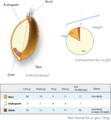 Wheat kernel nutrition