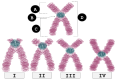 Centromere Placement
