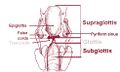 Larynx illustration