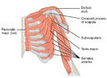 Muscles that move the humerus