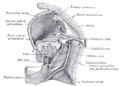 Heart anatomy with truncus arteriosus