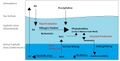 Nitrogen cycle