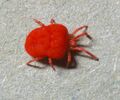 Adult Trombicula mite