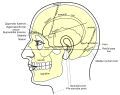 Supraorbital foramen
