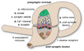 Diagram of a synapse