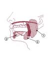 Saliva testing