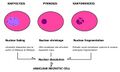 Nuclear changes