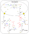 Urea Cycle